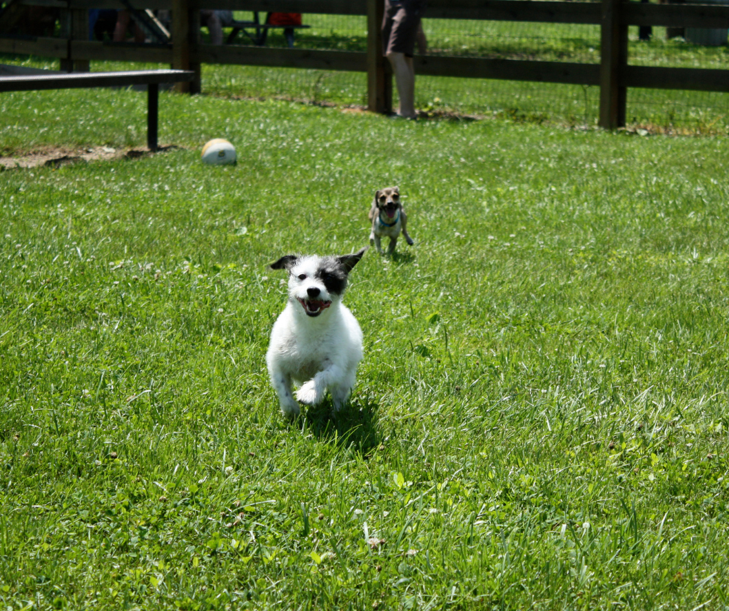 Dog Park